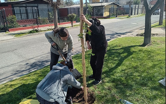Plantación de árboles nativos, a nombre de personas fallecidas.