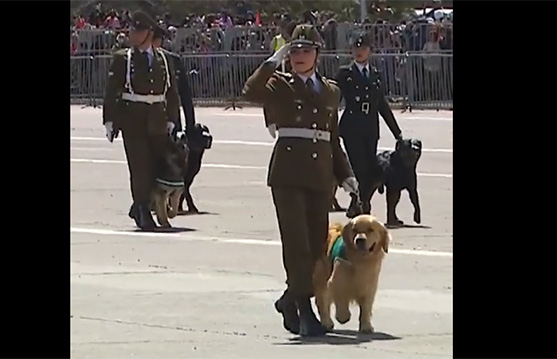 GRUPO CANINO DE CARABINEROS EN GIMNASIO BUERAS